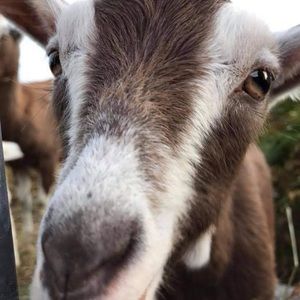 Meet your Posher, Audrey